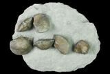 Multiple Fossil Brachiopod Plate (Two Species) - Indiana #136509-1